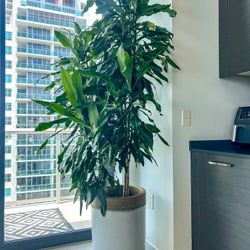 Large 7 Foot Tall Dracaena fragrans Corn Plant 
