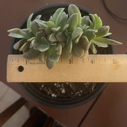 Succulent 