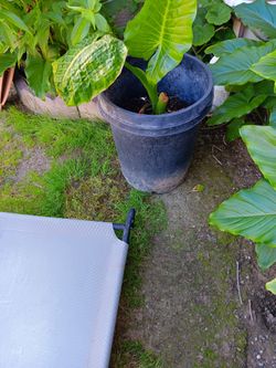 Es Una Planta De Hoia Elegante