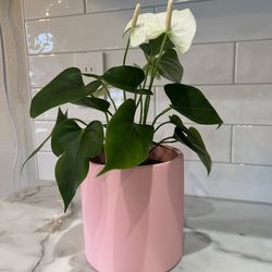 Pink Planter