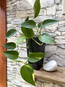 Golden Pothos House Plant In 7"H Pot.