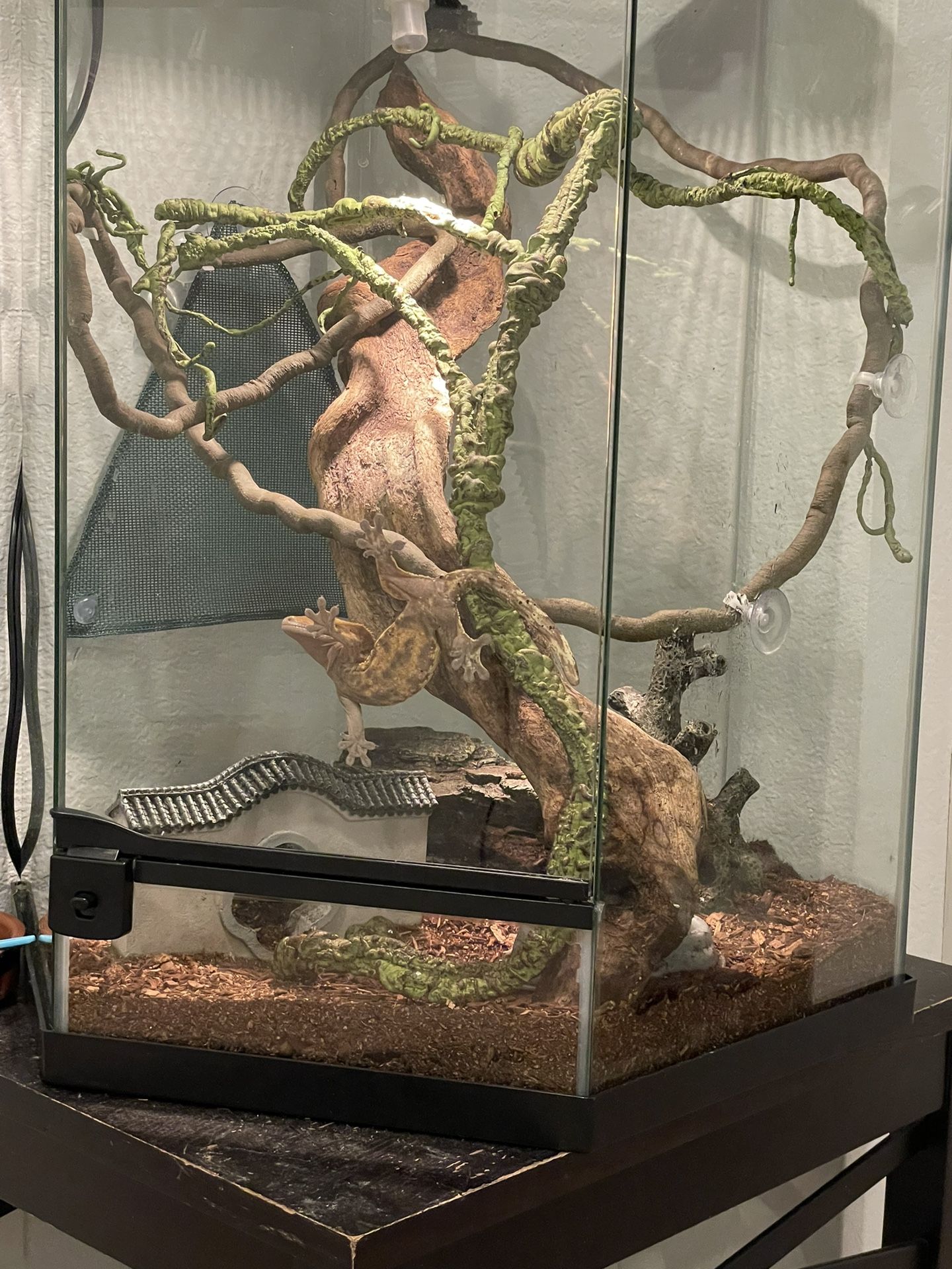 Humidifier for top crested gecko