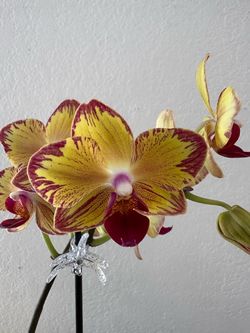 Live Orchid Plant