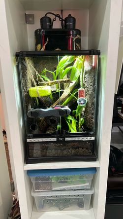Bioactive crested gecko setup