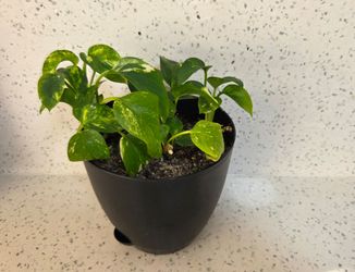 Live Pothos House Plant. Great For Purifying Air. Or trade with another plant.