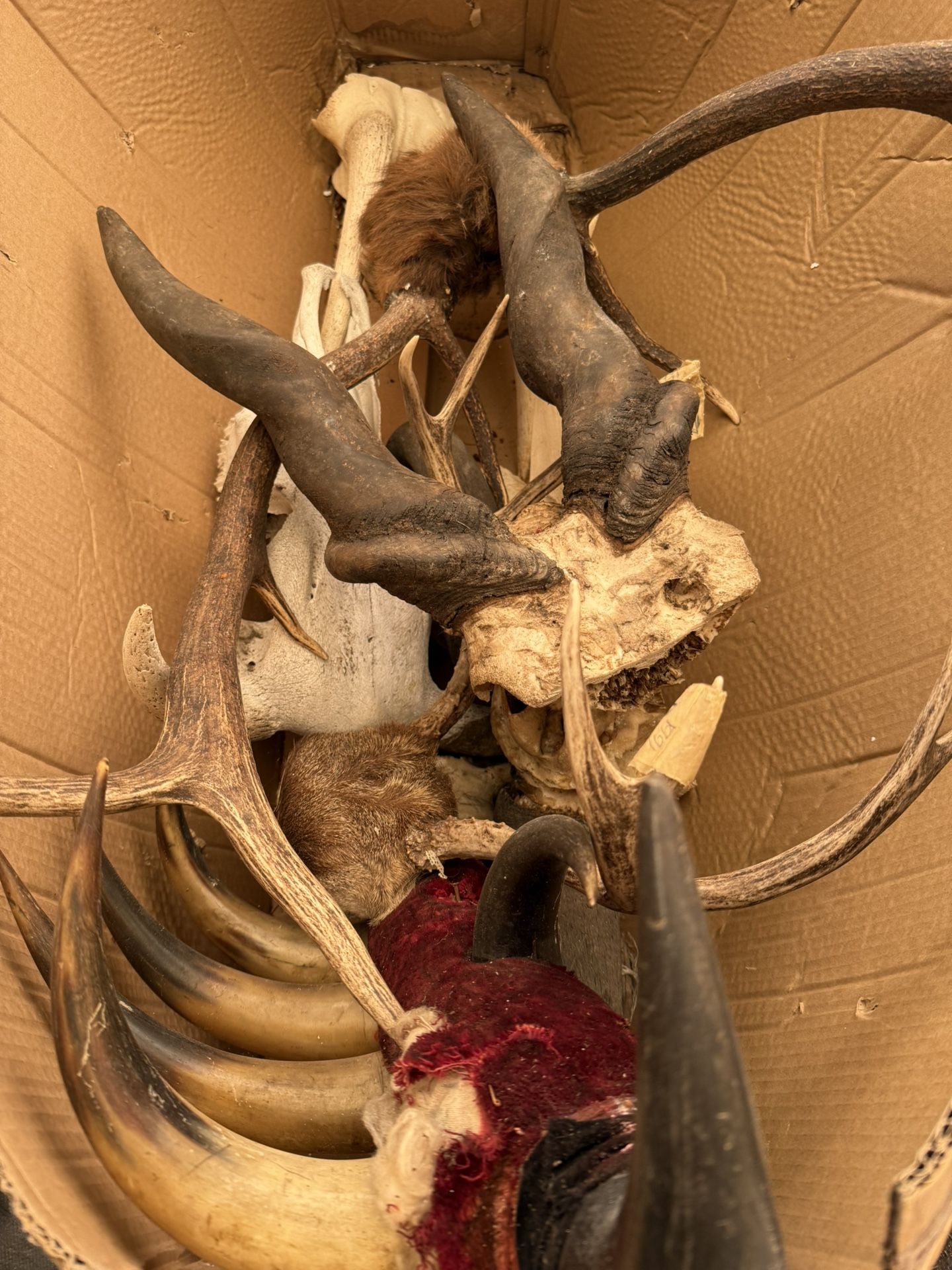 Antlers