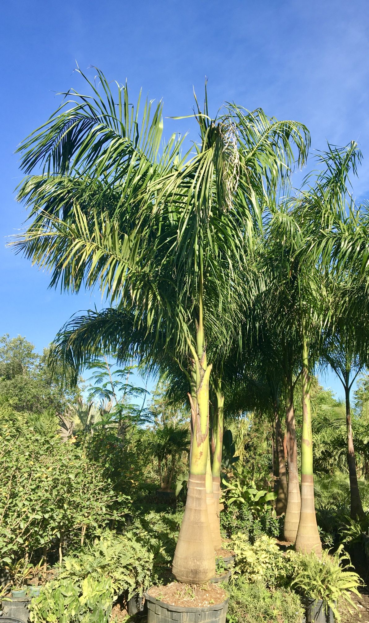 Royal Palm for Sale in Stuart, FL OfferUp