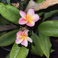 Plumerias