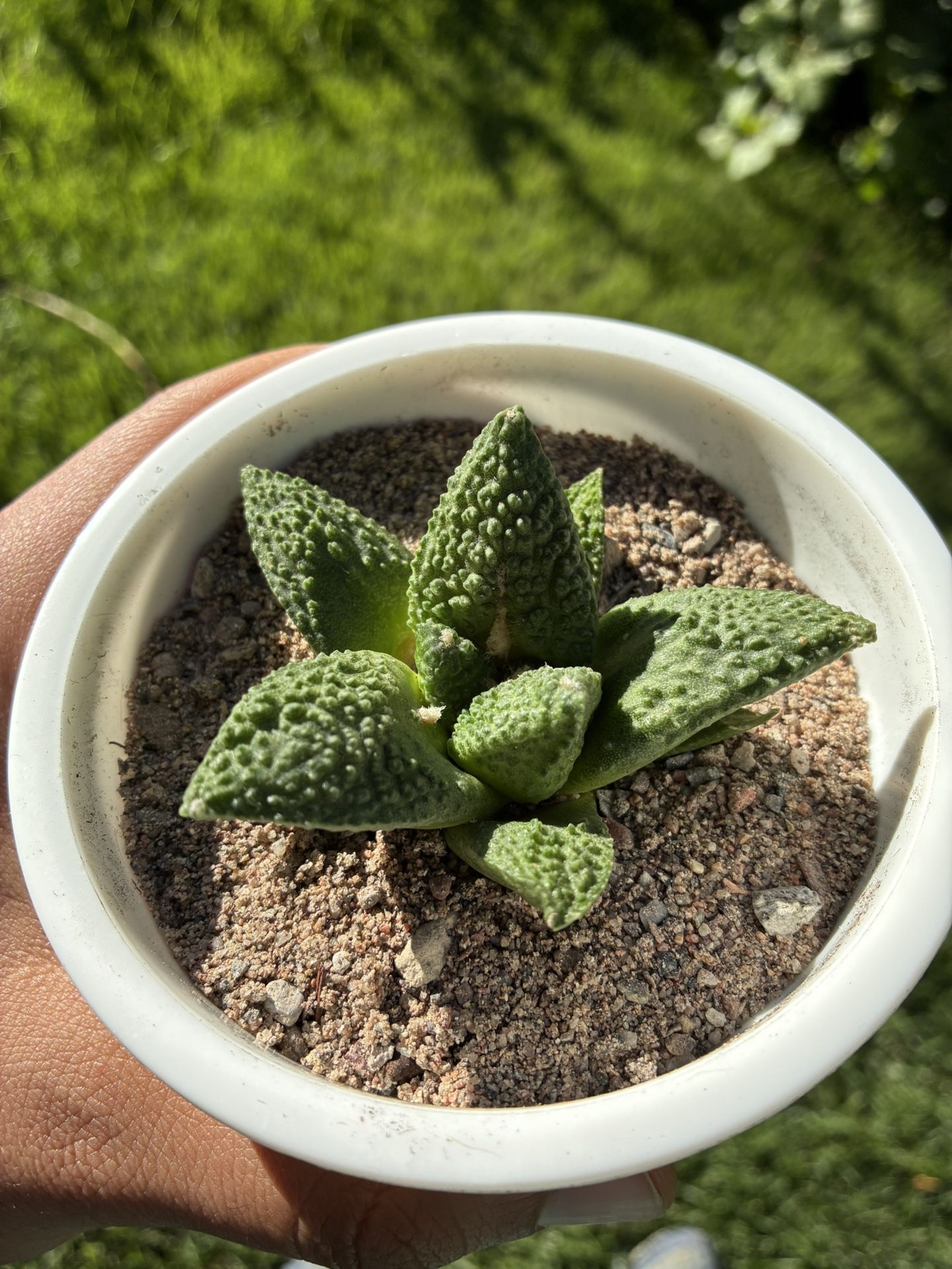 Ariocarpus Seed Grown Rare Beautiful Cactus Succulent Plant