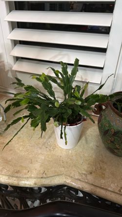 Christmas Cactus