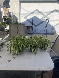 Plants $15 each