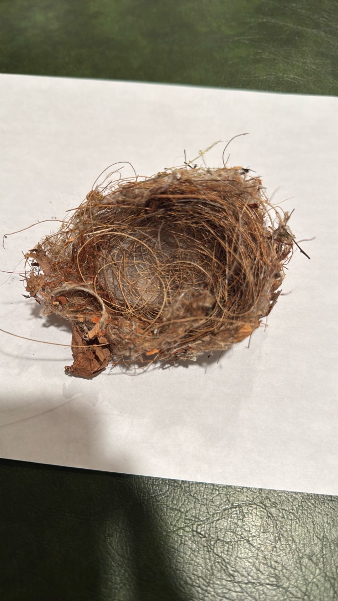 Real Hummingbird Nest