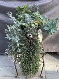 Assorted Succulent Plants