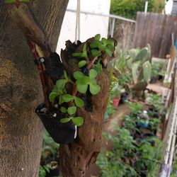 Plants