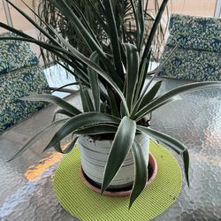 Assorted Succulents In Ceramic Pots.  $15 To $30 Depending On Size And Number Of Plants. Mesa