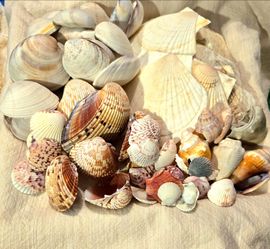 Shell Collection