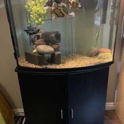 Fish Tank 