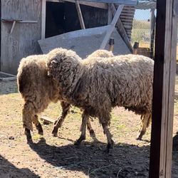 SHEEP / BORREGOS