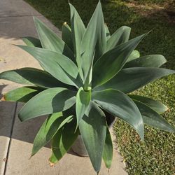Foxtail Agave Plant