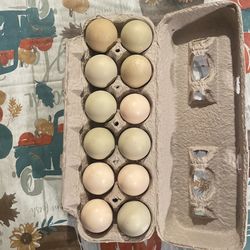 Organic Chicken Eggs