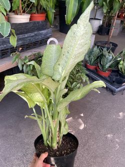 Exotic***8” pot many plants in the pot Diefanbachia camouflage, 95820