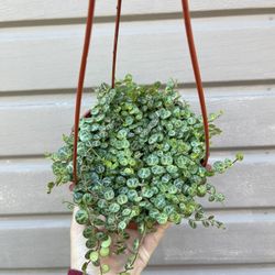 6” String Of Turtles
