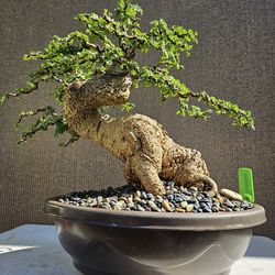 Old Limonia acidissima ( Cây Cần Thăng _ Feoniella lucida ) Bonsai Tree,,,