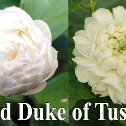 Grand Duke Jasmine Plant Perfume Flower In 3 Gallons 