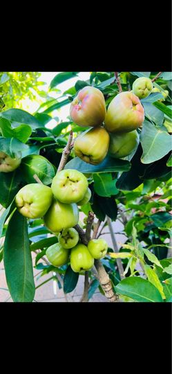 Green plums(Mận xanh)