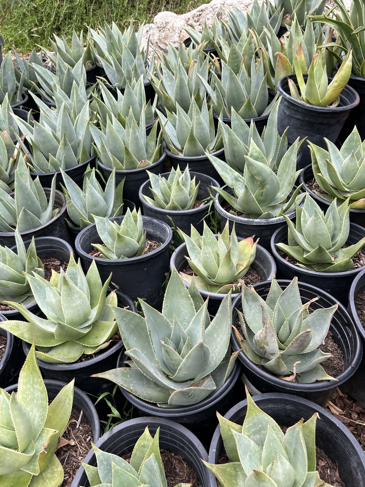 Aloe Vera