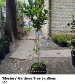 'Mystery' Gardenia Tree 3 gallons