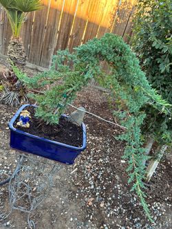 Bonsai Japanese garden Juniper, Miyagi style $125