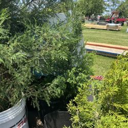 Organic Plants,trees