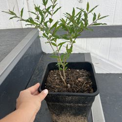 Fruit Tree Seedlings – Pomegranate, Guava & Loquat – 1 Year Old