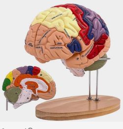 Human brain model