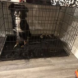 X-Large double door dog crate