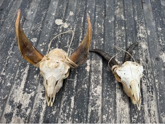 Goat skulls horns