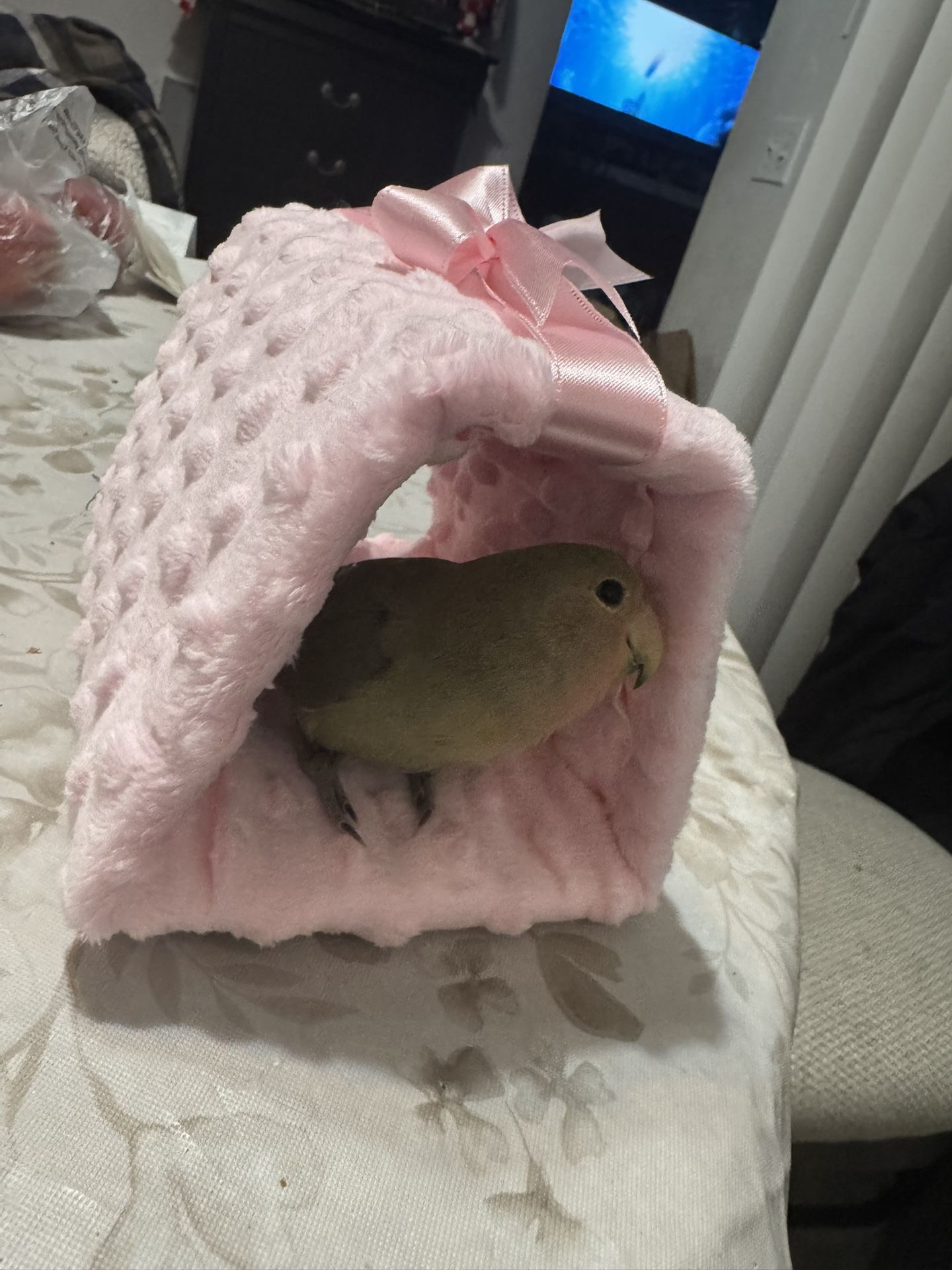 Customer Bird Hut