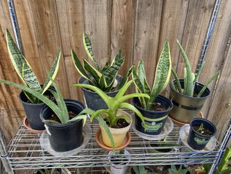Plants For Sale