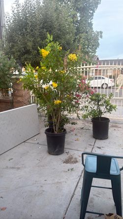 Yellow Plants