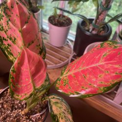 Beautiful Red Aglaonema | Variegated Chinese Evergreen | Live House Plant | Easy Care | Air Purifying