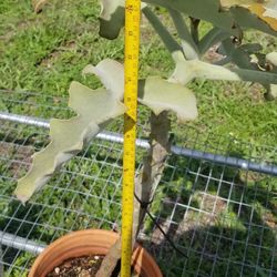 Felt Bush Kalanchoe,  Live,  27" Tall