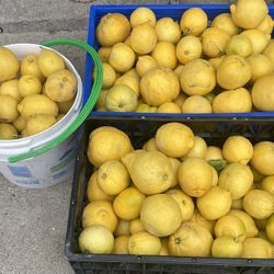 Ricos Limones 30$ Por Todo
