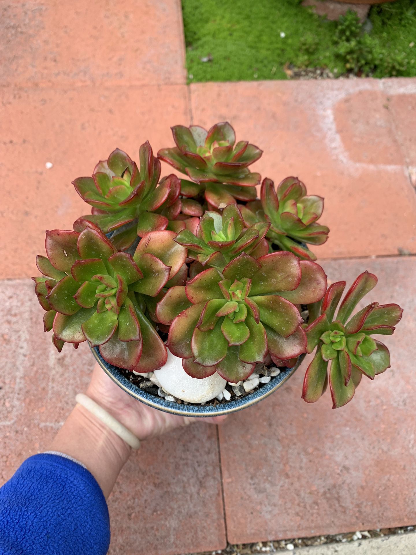 Echeveria multicaulis (Copper Rose) … Red Rose Succulent Plant