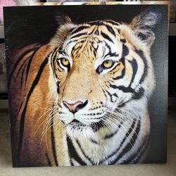 Paintings