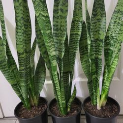 🌿Healthy Live Air Purifying Houseplant Mother In Law Tongue Or Snake Plant 29"-32"Tall In Pot 7" ~ Easy To Grow ~  $20/Ea