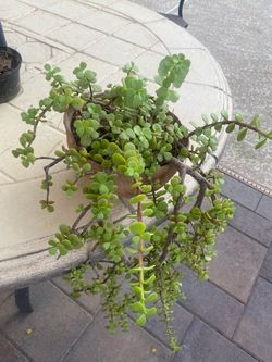 JADE PLANT