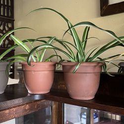 Spider Plants