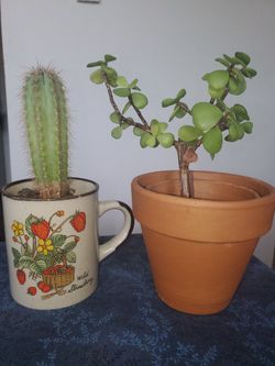 Jade And Cactus Plant