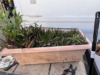Cacti
